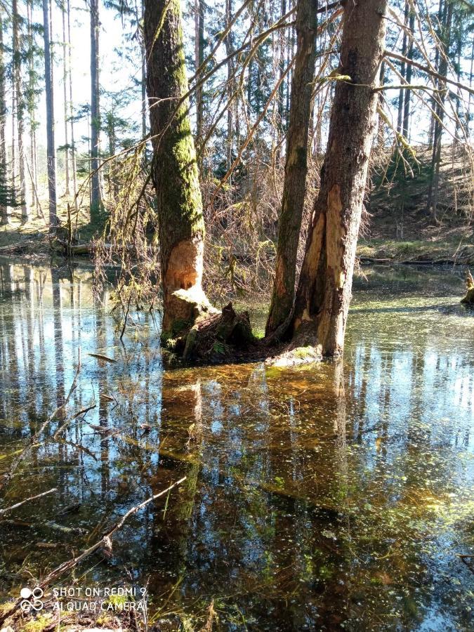 Domek Letniskowy Na Kaszubach, Borowy Mlyn, Jezioro Gwiazda Villa Kültér fotó